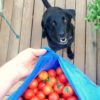 can dogs have tomato