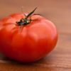 can dogs have tomatoes
