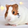 can guinea pigs eat bananas