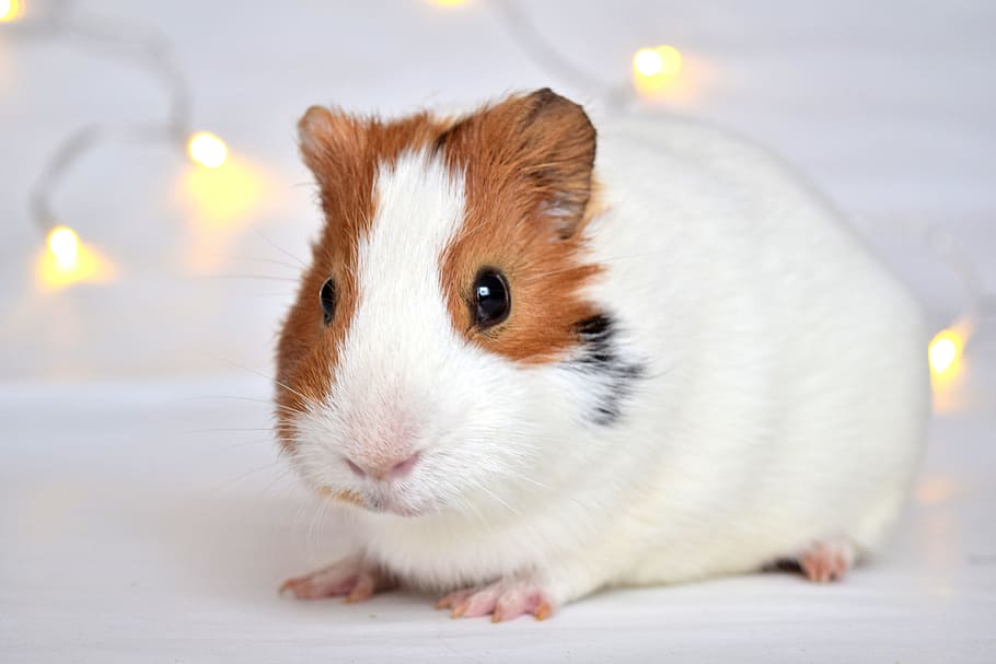 can guinea pigs eat bananas