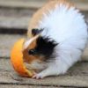 can guinea pigs eat orange peels