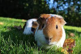 can guinea pigs eat pear