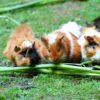 can guinea pigs eat snow peas