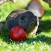 can guinea pigs eat tomatoes