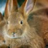 can rabbits eat bananas
