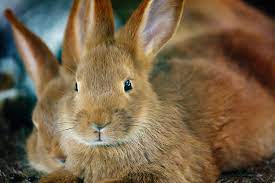 can rabbits eat bananas