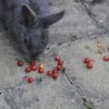 can rabbits eat tomatoes