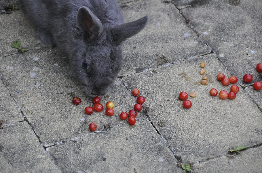can rabbits eat tomatoes