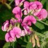 can you eat sweet peas