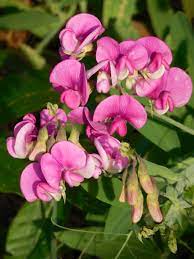can you eat sweet peas