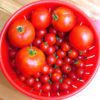 can you freeze tomatoes
