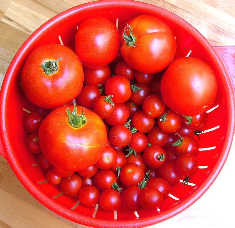 can you freeze tomatoes