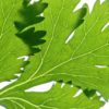 cilantro leaves