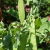 how do peas grow