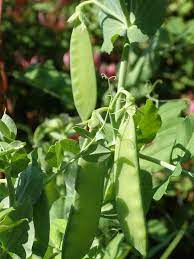 how do peas grow