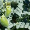 how does chick peas grow