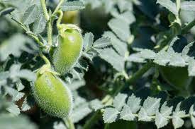 how does chick peas grow