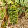 How is a Banana Grown