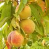 how to grow a peach tree