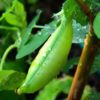 how to grow snow peas in australia