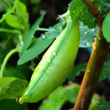 how to grow snow peas in australia
