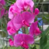 How to Grow Sweet Peas