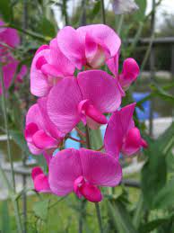 How to Grow Sweet Peas