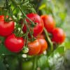 how to grow tomatoes