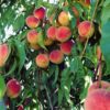 how to prune a peach tree
