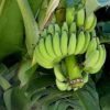 is a banana a herb