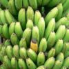 is banana a seed