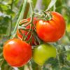 is tomato a fruit