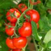 is tomato a vegetable