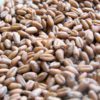 wheatberry