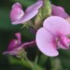 when do sweet peas flower
