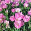 when do sweet peas flower in australia
