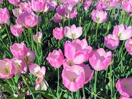 when do sweet peas flower in australia