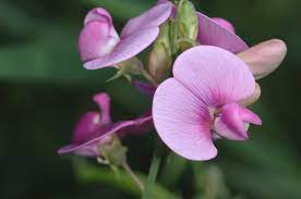 when do sweet peas flower