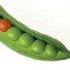 when to plant peas