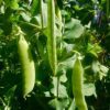 when to plant snow peas