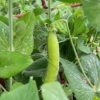when to plant snow peas in nsw
