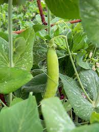 when to plant snow peas in nsw