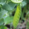 When to Plant Snow Peas in Victoria