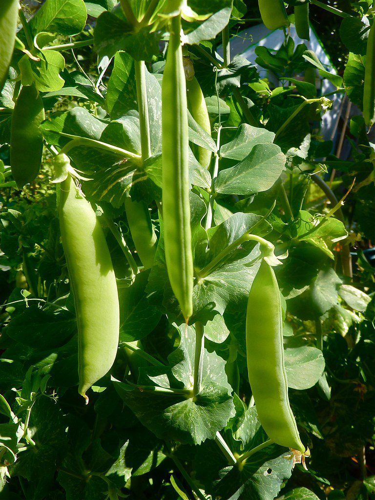 when to plant snow peas