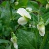 when to plant sweet peas in melbourne
