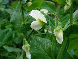when to plant sweet peas in melbourne