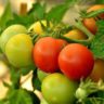 when to plant tomatoes