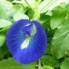 where to buy butterfly pea flower australia