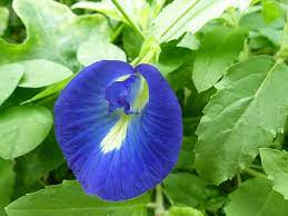 where to buy butterfly pea flower australia