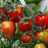 which vitamins are in tomatoes